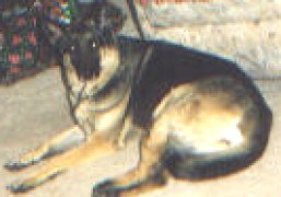 Simba - the Adopted eDog